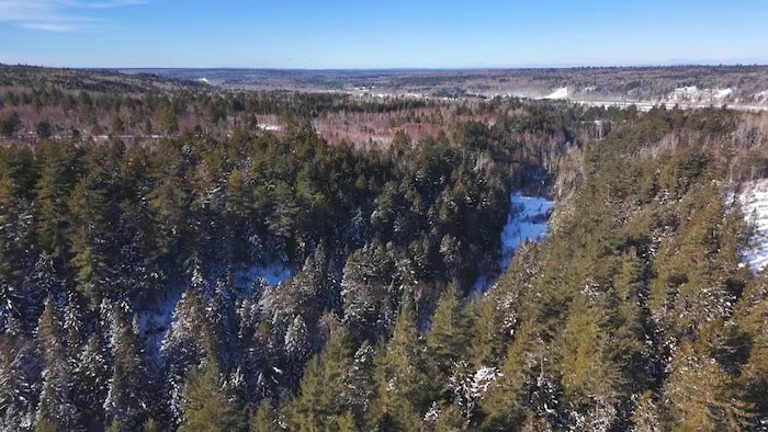 Une forêt en hiver.