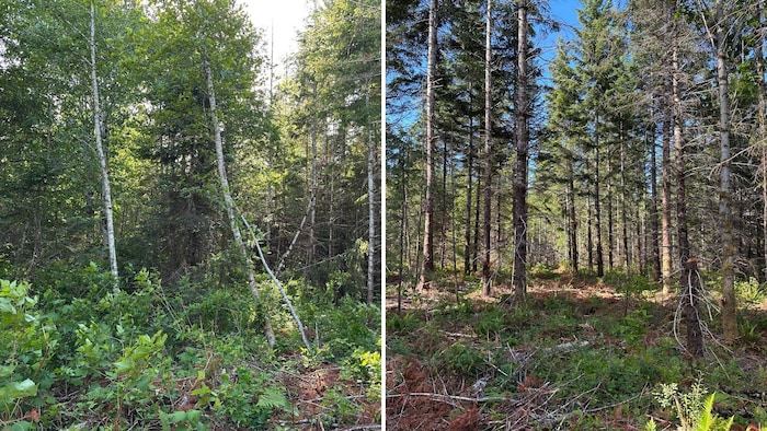 Une forêt dans la communauté des Homalco. À gauche, pas d'éclaircie. À droite, une éclaircie faite par Integrated Operations Group. 