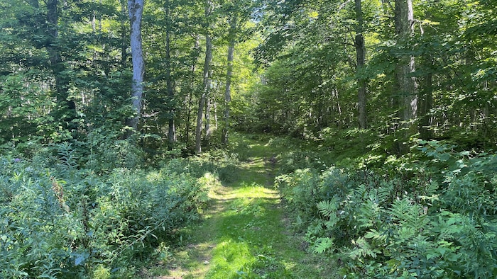 Un chemin boisé dans une forêt de Souris, à l'est de l'Île-du-Prince-Édouard.