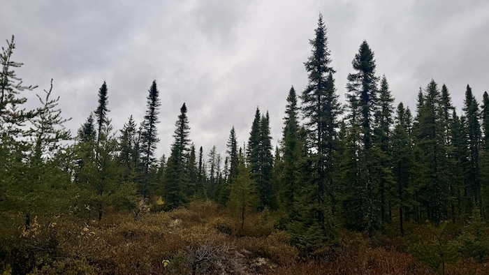 Une forêt.
