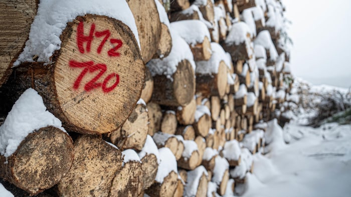 Des billots de bois. 