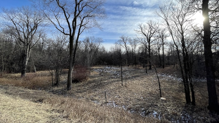 La forêt Lemay, alors que ses arbres sont dépourvus de feuilles. 