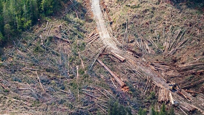 原住民说，大量伐木与近来 BC 省遭受的一系列严重自然灾害之间有直接联系。