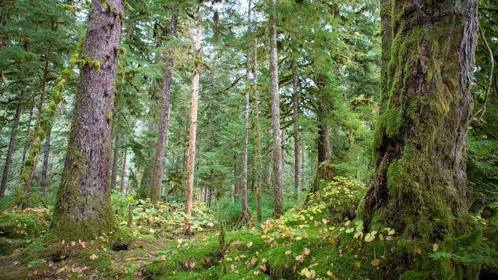 Une forêt pluviale avec les arbres et le sol recouverts de mousse, près de Klemtu, en Colombie-Britannique. 