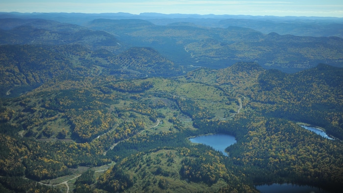 Vue aérienne de zones forestières où des coupes ont été réalisées