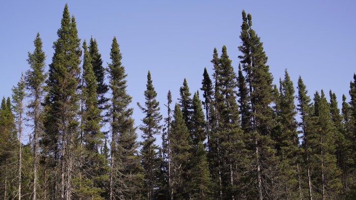 La forêt boréale de la Côte-Nord.
