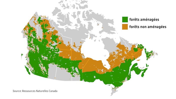 Une carte des forêts aménagées et non aménagées au Canada.