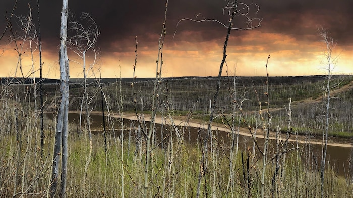 Attraverso una zona boscosa, il fumo nero, arancione e rossastro copre il cielo. 