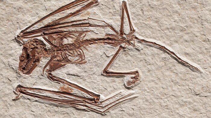 Un spécimen d'Icaronycteris gunnelli.