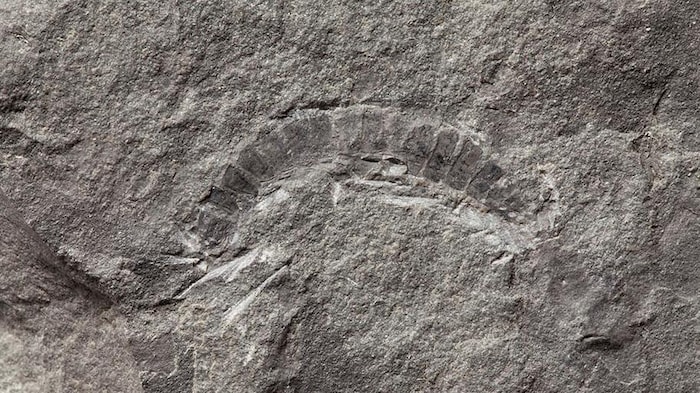 Un fossile de Kampecaris obanensis.