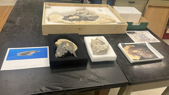Les fossiles découverts du Elmosteus lundarensis sur une table dans un laboratoire de l'Université du Manitoba, juillet 2025.