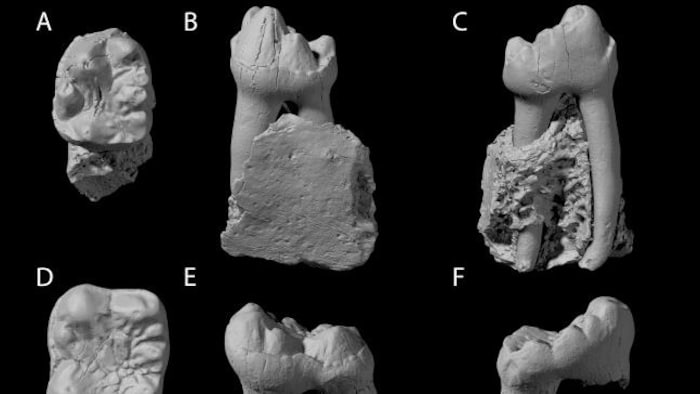 Fossilized teeth from Ekgmowechasala.