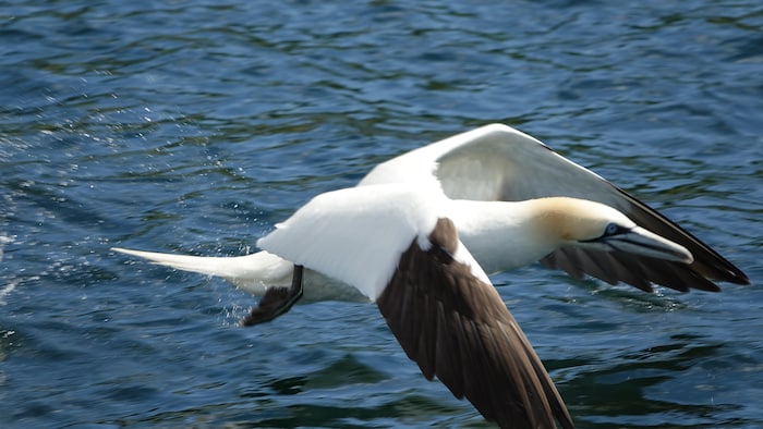 Un fou de Bassan est en plein vol tout juste au-dessus de la surface de l'eau.