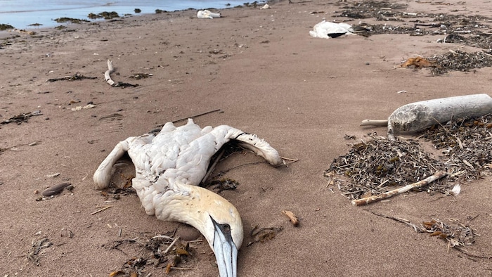 Un fou de Bassan, sur une plage