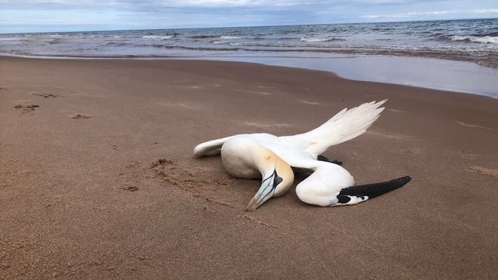 Dead gannet on the beach.