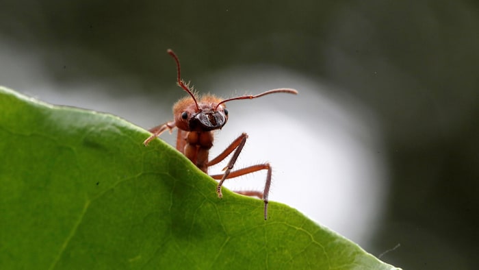 Biologie des fourmis