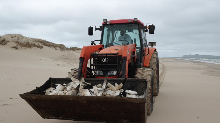 Un tracteur sur une plage avec une pelle remplie de carcasses de fous de Bassan.