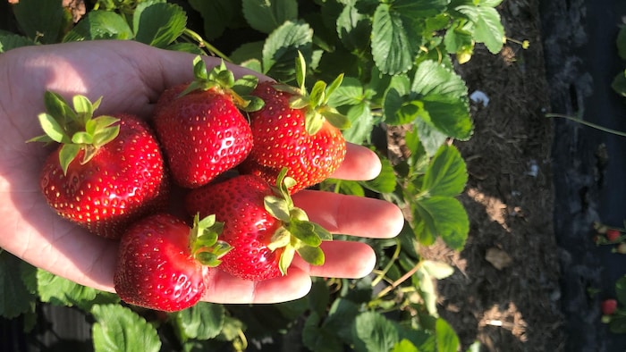 Neuf fruits au goût vraiment bizarre