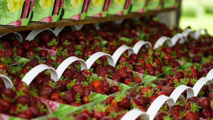 Des paniers de fraises côte-à-côte.