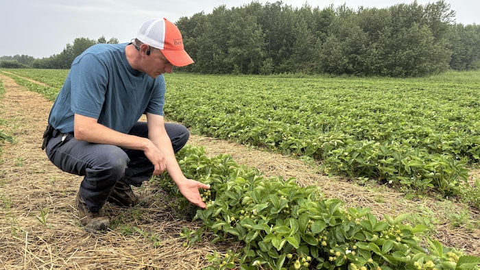 L'agriculteur Luc Bérubé est accroupi dans son champ de fraises.
