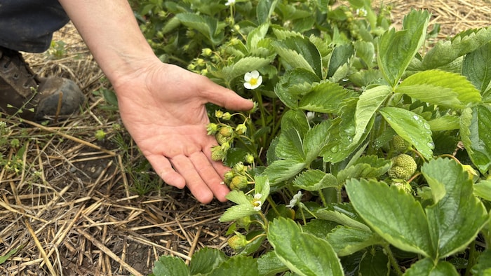 La main de l'agriculteur Luc Bérubé montre les fraises qui ne sont pas encore mûres.