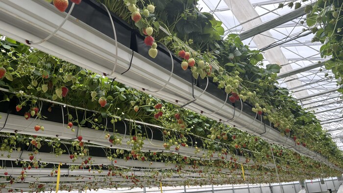 Greenhouse production: When the United States Boycota bears fruit star-news.press/wp Strawberries in a greenhouse.
