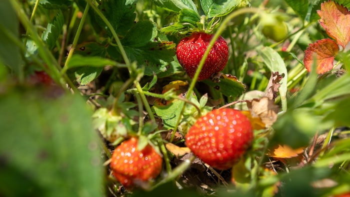 Des fraises dans un champ.