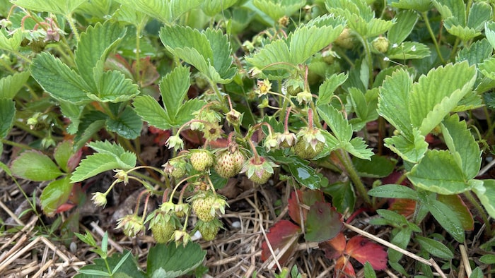 Des fraises manquent de maturité. Elles sont vertes.
