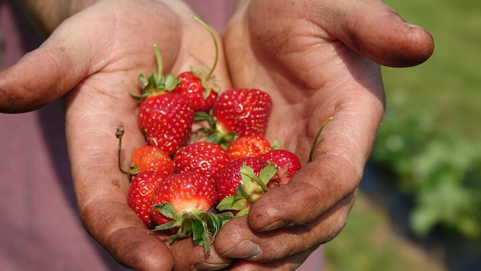 Des mains tiennent des fraises.