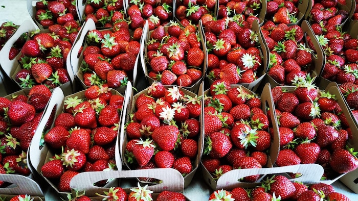 Des paniers de fraises sur une table.