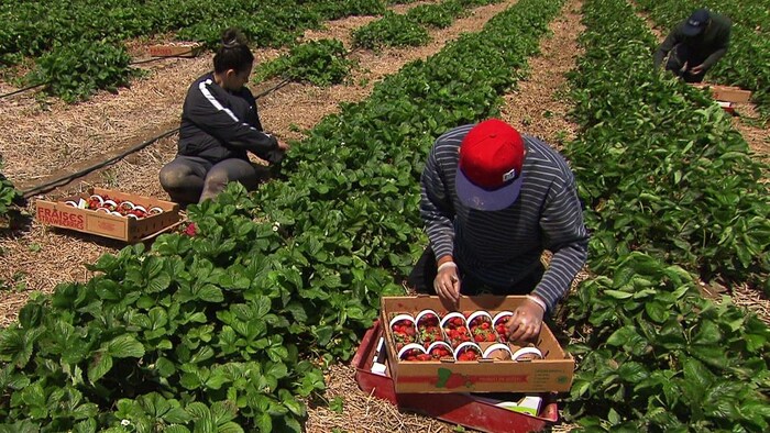 Une femme et deux hommes remplissent des paniers de fraises, accroupis près des plants.