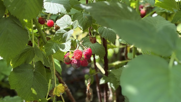 Des framboises dans un plant.