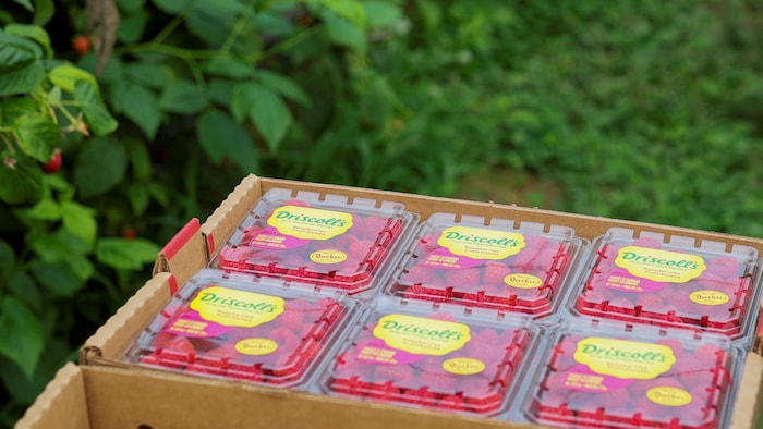 Vue de framboises emballées chez Masse, dans des casseaux de la compagnie Driscoll's.