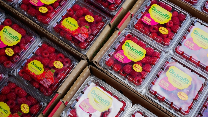 Driscoll’s raspberries in Canada exceeded pesticide safety limits