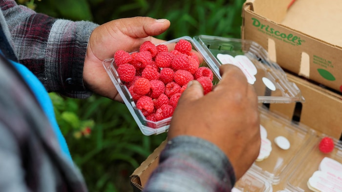 Un employé tient des framboises dans un casseau.