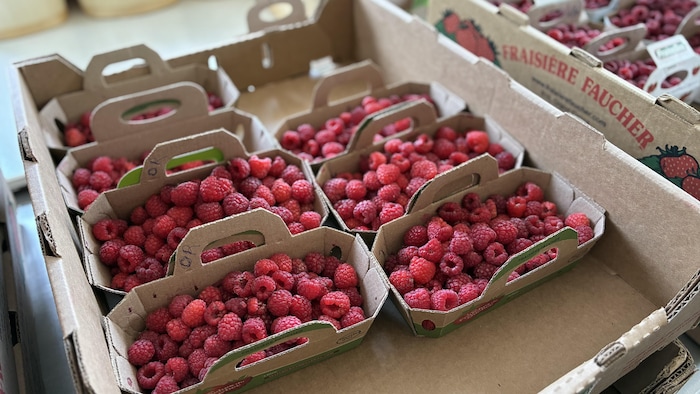 Contenants de framboises.
