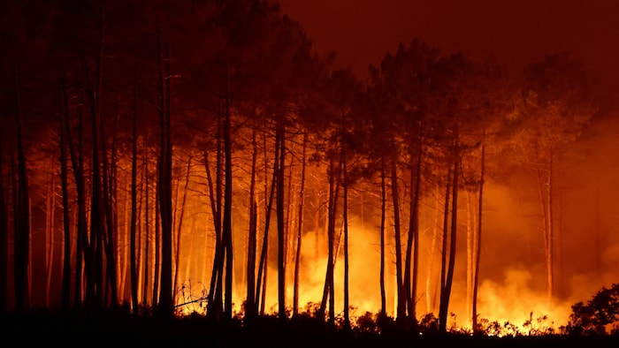 De la fumée s’élève alors que les flammes font rage dans une forêt.