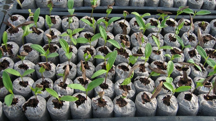 Des petits frênes cultivés en laboratoire