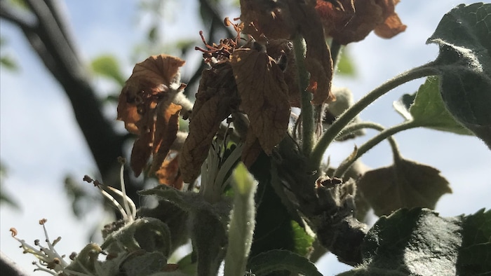 Des fleurs mortes sur des arbres.
