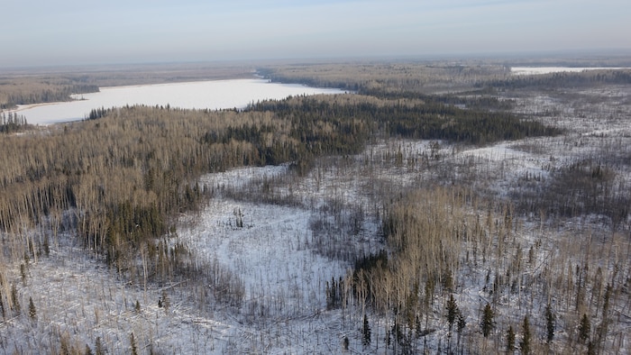 Vue aérienne d'une forêt en hiver.