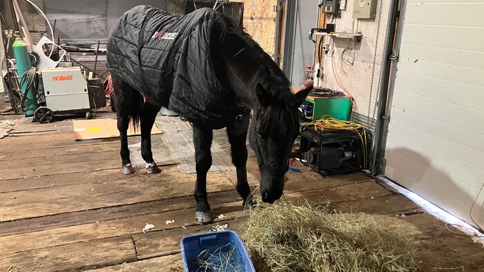 Un cheval à l'intérieur d'un garage qui mange une botte de foin.