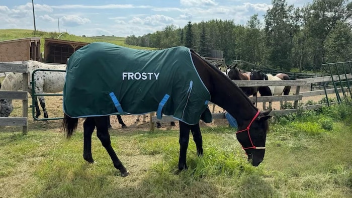 Le cheval Frosty.