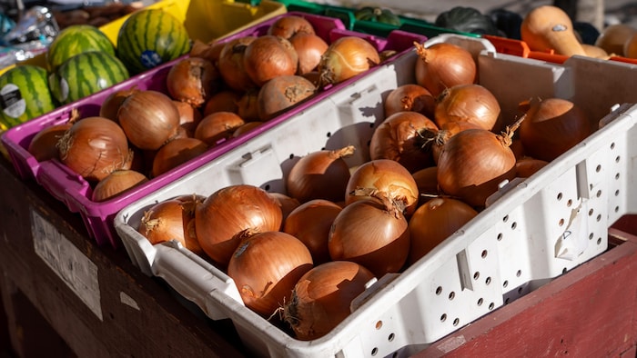Des oignons dans un bac sur les étalages d'une épicerie.