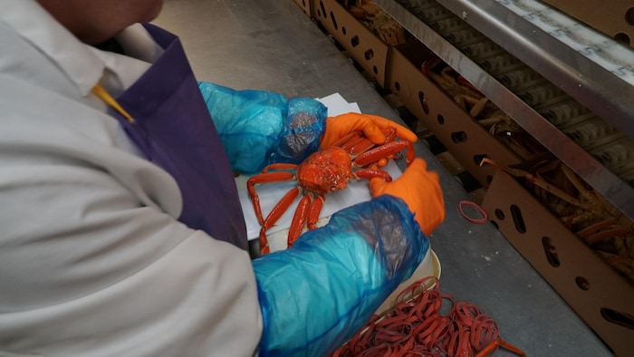 Un travailleur décortique du crabe.