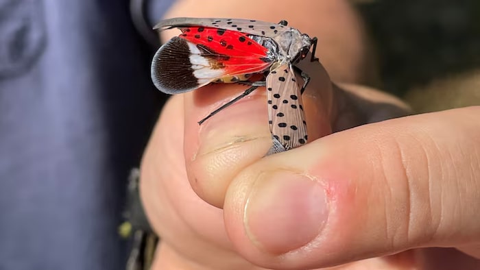 Un insecte tenu par des doigts d'une personne.
