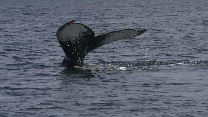 Une baleine dans les eaux du fleuve Saint-Laurent