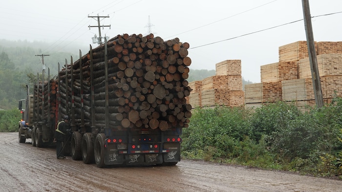 Un camion transportant des troncs d'arbres devant des piles de bois d'œuvre.