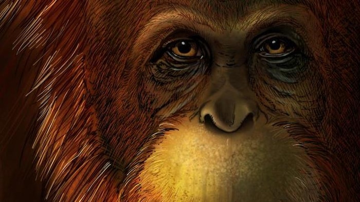 L'orang-outan, parent du plus grand singe à avoir foulé la Terre