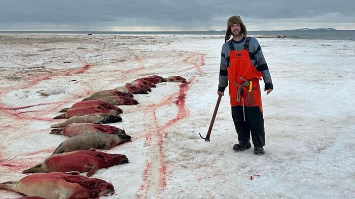 Le chasseur Gilbert Richard vient d'abattre une dizaine de phoques sur la banquise aux Îles-de-la-Madeleine.