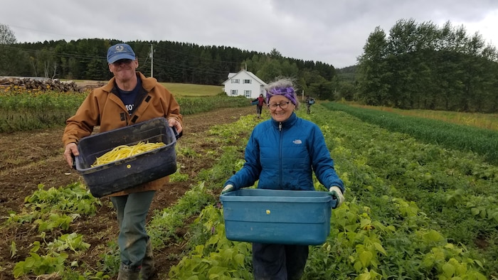 Le coupe marche entre les rangées de légumes en tenant des bacs remplis de haricots.